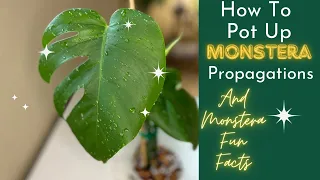 How to pot up Monstera propagations 🌱