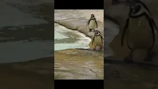 Wer mag Pinguine?