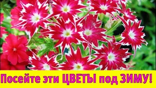 ПОСЕЙТЕ эти НЕПРИХОТЛИВЫЕ ЦВЕТЫ под ЗИМУ! Они будут цвести все лето в саду!