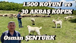 1500 KOYUNU ve KURTÇU 30 AKBAŞI İLE KOYUNCU OSMAN ŞENTÜRK