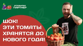 Такое бывает! Эти томаты вкусные и хранятся до Нового года!