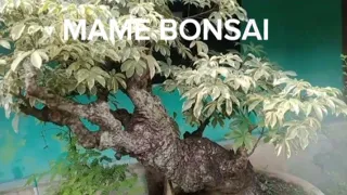 MAME BONSAI