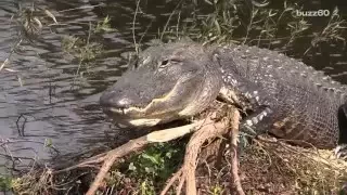 Woman Keeps Giant Crocodile as Pet for 60 Years