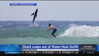 Shark leaps out of water behind surfer during competition in San Onofre