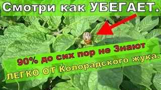 ЖУКА БОЛЬШЕ НЕТ. БРЫЗГАЙ НА КАРТОШКУ КОЛОРАДСКОГО ЖУКА Чем травить колорадского жука? Что отпугивает