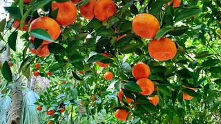 Wild Citrus in a Florida Forest?  Why It's a Big Deal.