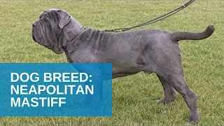 Dog Breed Video: Neapolitan Mastiff