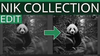 DxO Nik V7 I Silver Efex I Der sitzende Panda im Dschungel-wald