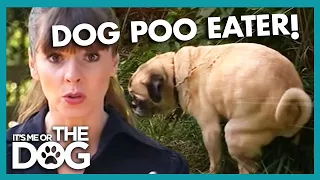 How to Stop Dogs from Eating Poop | It's Me or the Dog