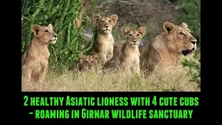 Watch amazing | 2 healthy Asiatic lioness with 4 cute cubs roaming in Girnar wildlife sanctuary