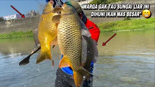 Sepasang ikan mas monster terciduk mancing di sungai liar