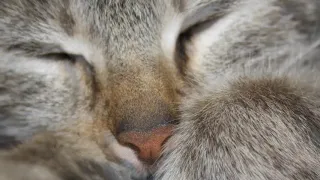 ⚡Целебное мурчание довольной кошки 🐈 слушать для глубокого релакса, сна, медитации
