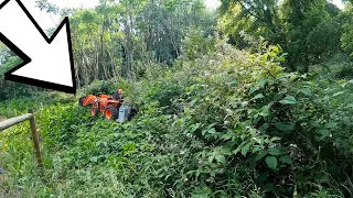 30FT Tall Overgrown Yard, you won't believe this!