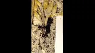 Messor Barbarus Live Food Response