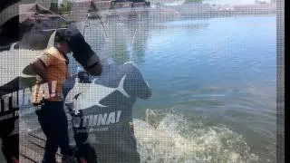 Fishing Video !!! Awesome Fishing !!!  Mekong Catfish  !!! Fishing Thailand By BKKGUY