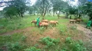 BIRDS EYE VIEW OF THE NAIROBI NURSERY | Sheldrick Trust