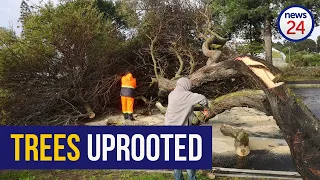 WATCH | Storm batters Cape Town, strong winds uproot trees