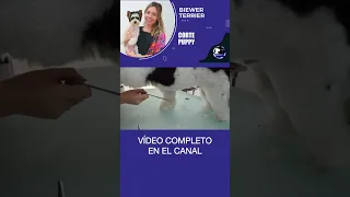 Cómo hacer un faldón bonito a un BIEWER TERRIER con tijeras de peluquería canina