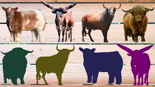 CUTE ANIMALS Bulls, Watussi African Cow, Plush Hornless Cow, Texas Longhorn Bull, Bison 귀여운 동물 황소