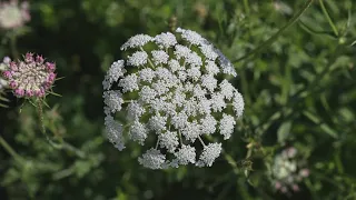 Beautiful but deadly flower is in bloom across Texas | What you need to know