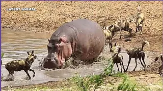 Intense Battle Between Wild Dogs, Hippo, & Impala