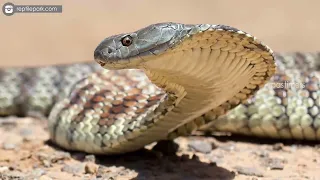 Top 10 Deadliest Snakes In Australia#DAILYHOOKS