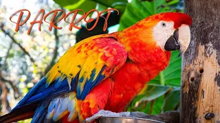 Happy Parrot Sounds | Super Cute Parrot Sounds