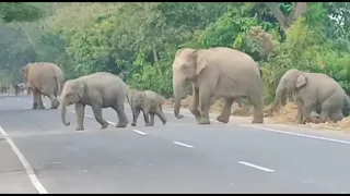 Elephants v/s man. in golaghat ( thuramukh T.E)