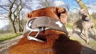 Rhodesian Ridgeback meets Weimaraner