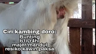 Bahas Ciri kambing doro bunting,majer,b1r4hi,kaw1n paksa