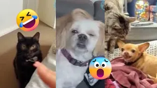 Funny Dogs Videos 😂🤣#funny videos#comedy  #fun #funnyvideo #viral #shorts