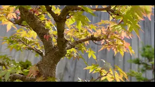 Springtime Awakening: A tour of some of my bonsai collection.