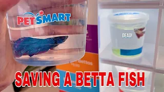 BUYING A *NEW* BETTA FISH | Vlog