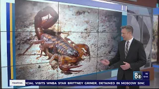 It's scorpion season in Las Vegas; Here's how not to get stung
