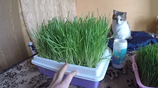 Как вырастить траву без земли.Трава для кошки или Витграсс .