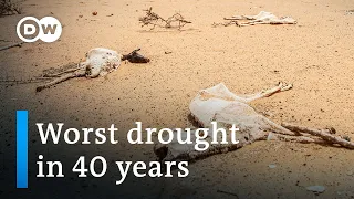 Drought puts millions on the brink of starvation in Somalia | DW News