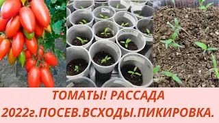 Томаты.2 способа посева.Всходы.Вытягивается рассада томатов. Подкормка рассады после пикировки.Уход.