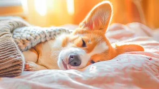 3 Hours Of Relaxing Music For Anxious Dogs 🐶 The Best Anti-Anxiety Music For Dogs!