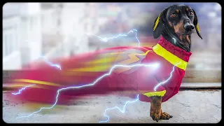 SUPER DOGS use POWERS! Cute & funny dachshund dog video!