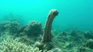 Sea cucumber reproduction