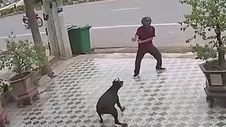 Man chasing dog. Defend against dog attack - Funny moments.