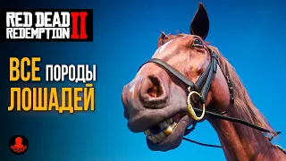 ГДЕ НАЙТИ ВСЕХ ЛОШАДЕЙ в Red Dead Redemption 2 | RDR2