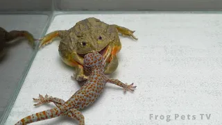 Can an African Bullfrog Eat a longer size Giant Gecko? | Warning Live Feeding