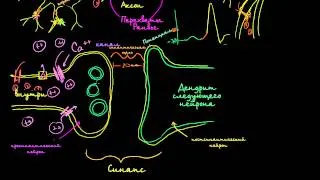 Межнейронные химические синапсы