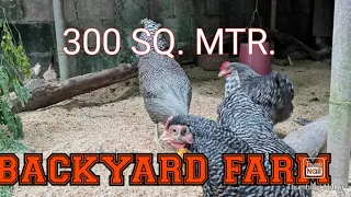 300 SQUARE METERS FREE RANGE BACKYARD FARM FOR CHICKEN///BREEDER HAUS FOR HERITAGE CHICKEN