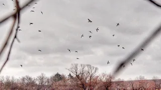 Midday Public Land Marsh Hunt in the SNOW (We Found Them)