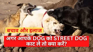 What to do if your pet is attacked by street dogs?  Dog Fight | Street Dog Attack | Baadal Bhandaari