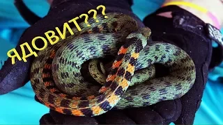 ТИГРОВЫЙ УЖ - ЯДОВИТ? Вся правда о токсичности ужей!🐍