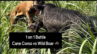 Catch dog vs Wild Boar battle - Hog hunt adventures continue