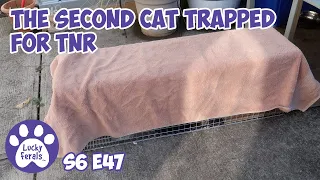 Second Cat Trapped For TNR S6 E47 Lucky Ferals Cat Vlog - Trapping Feral Kittens